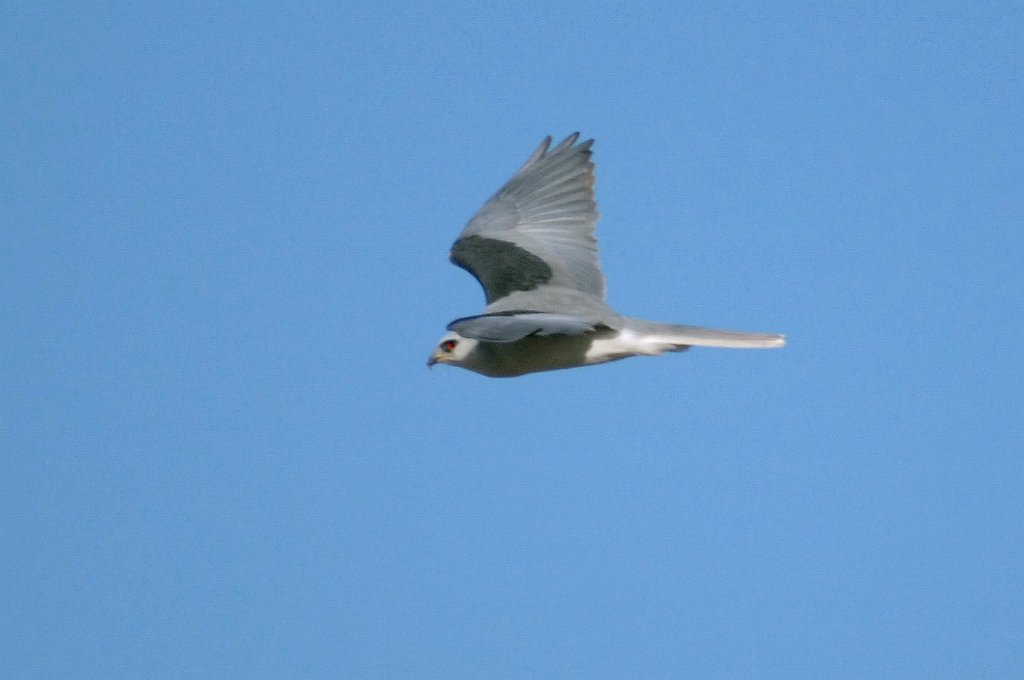 Hawk, White-tailed Kite, 2007-01225946 Santa Maria, CA.jpg - White-tailed Kite, Santa Maria, CA, January 2007